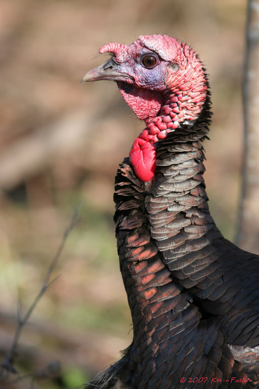 ANOTHER TURKEY ENCOUNTER