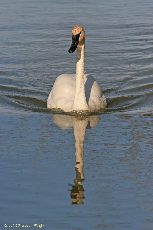 TRUMPETER ON THE MOVE