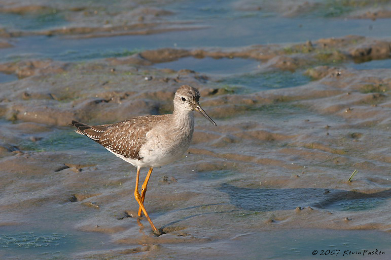 SHORE BIRD LEAVES TRACKS IN THE MUD