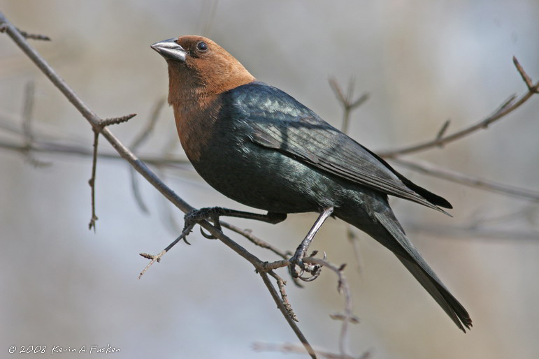 COWBIRD ON THIN BRANCH