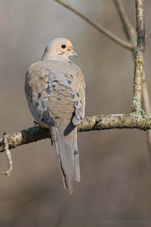 PORTRAIT OF A DOVE