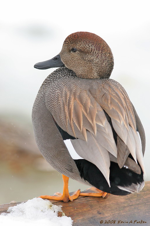 WINTER GADWALL