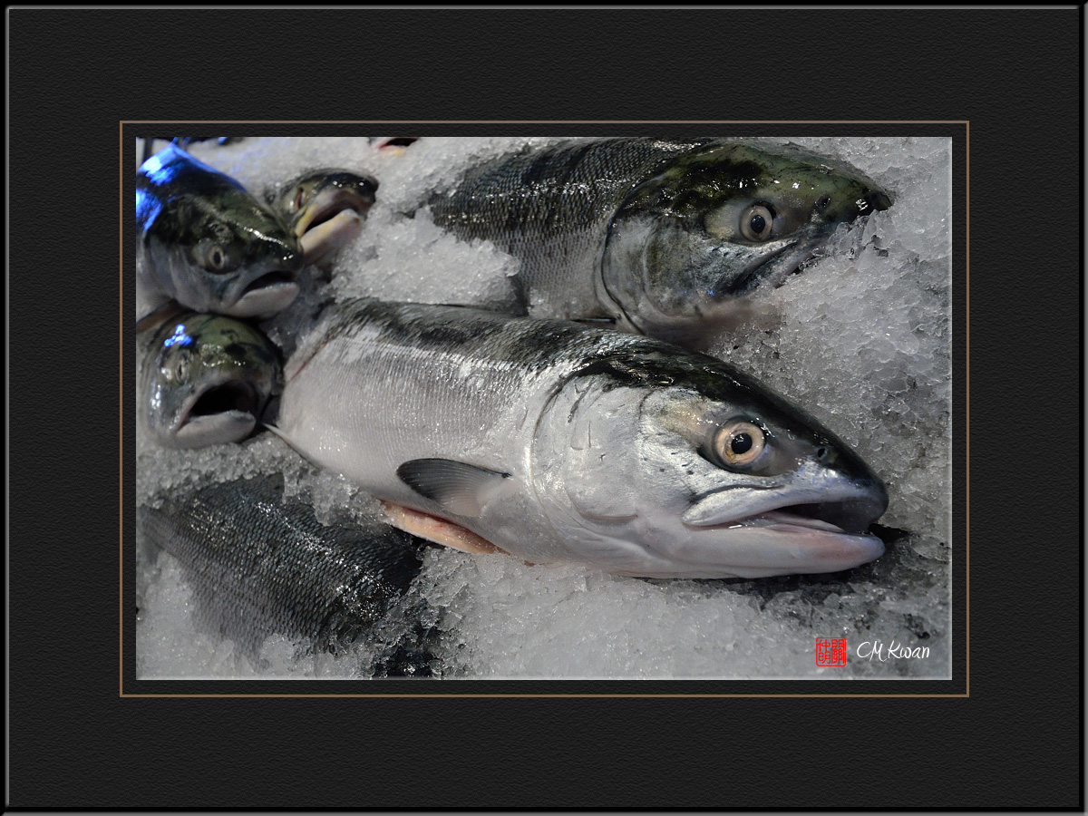 Mr. Salmon