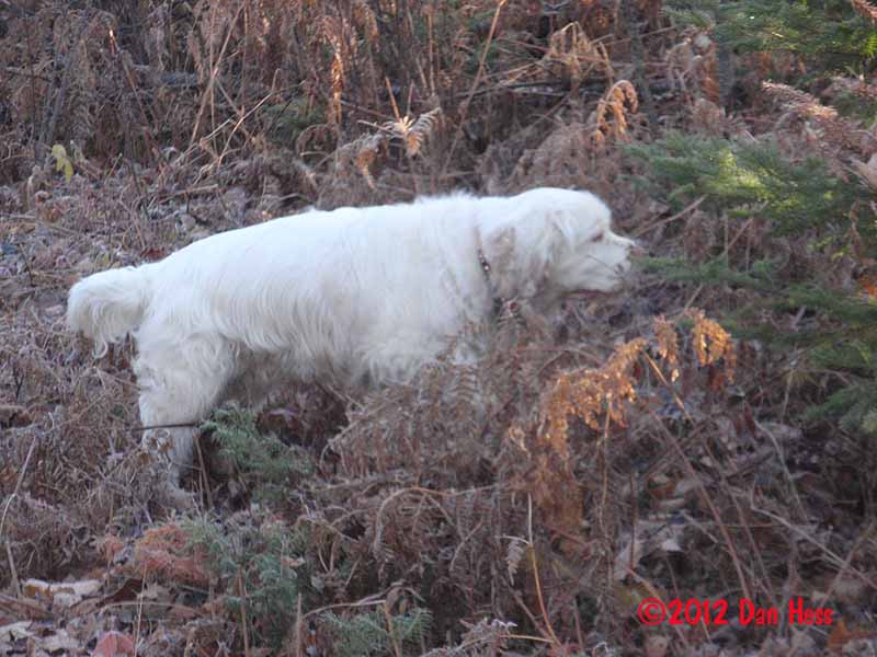 Bernie on the hunt 121021 001.jpg