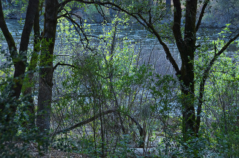 Late Afternoon on the Merced