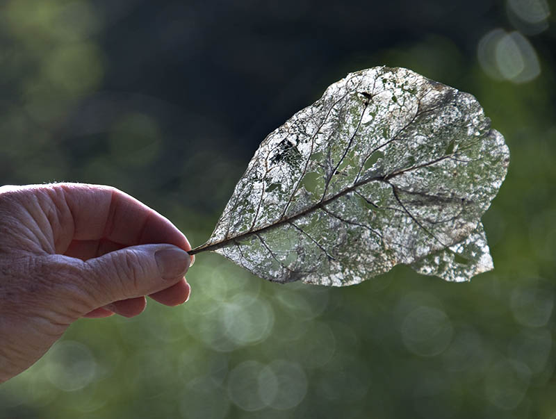 Fragility