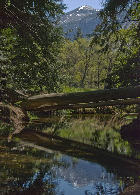 A Springscape