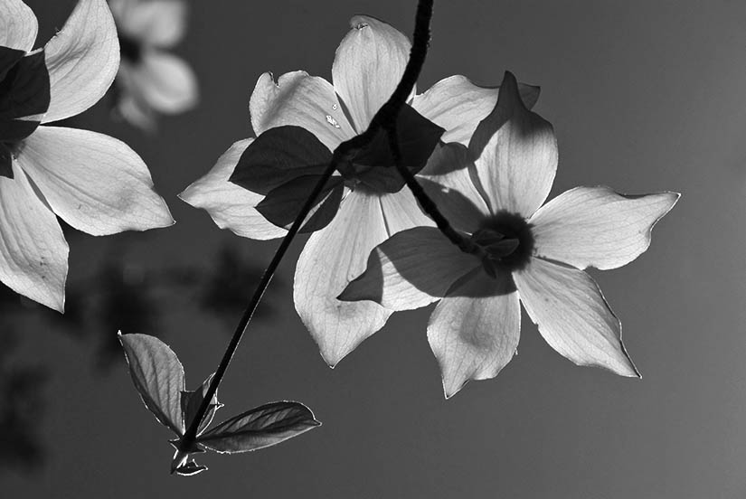 Dogwood Cluster