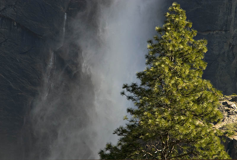 Tree and Falls