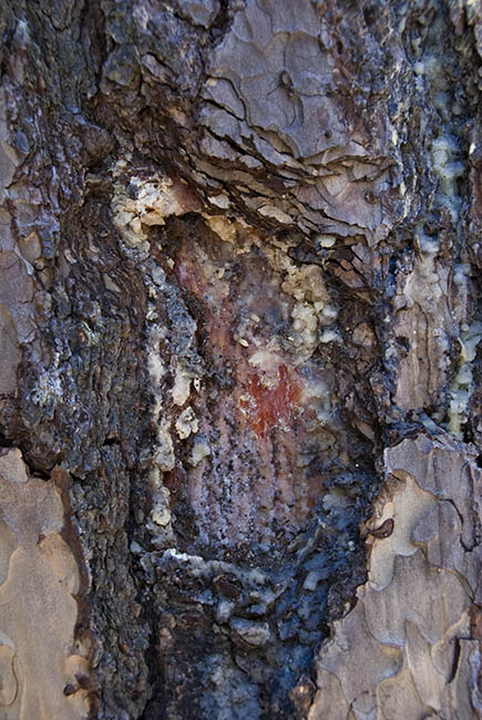 Tree Art