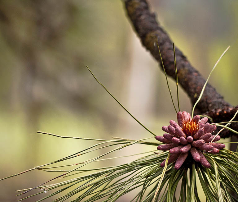 Spring Flower
