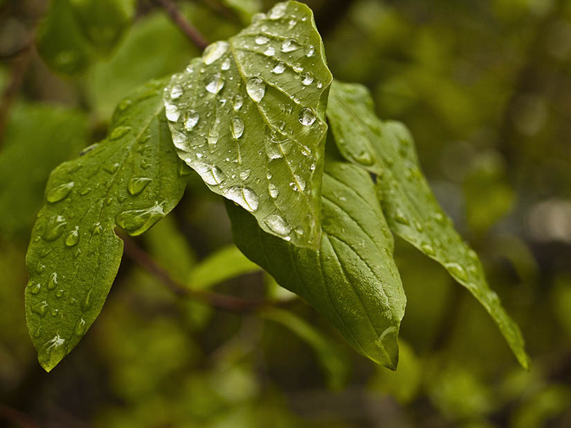 After the Rain