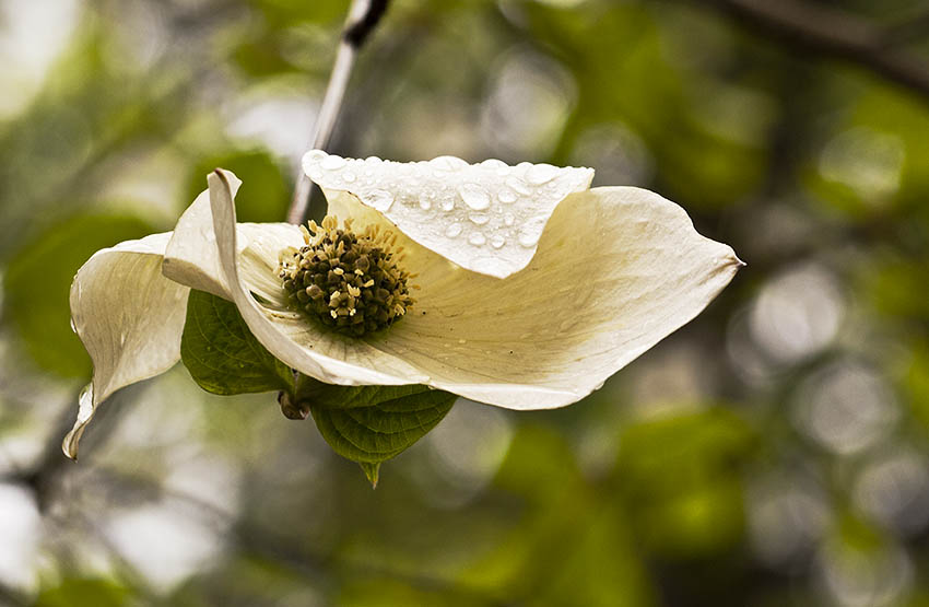 Dogwood Drops