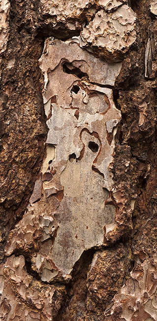 Woodblock