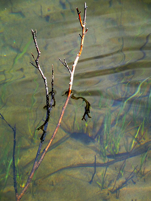 Branches