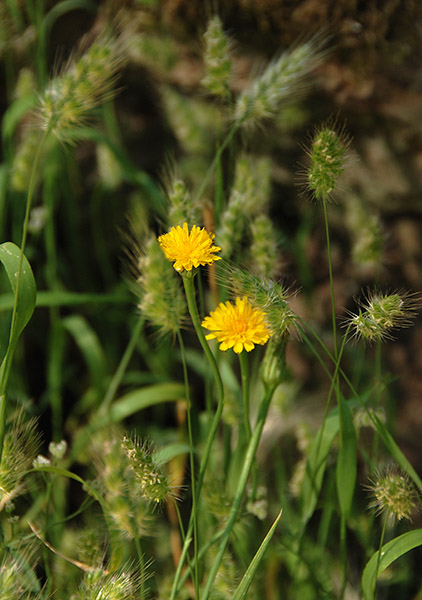 Yellow on Green