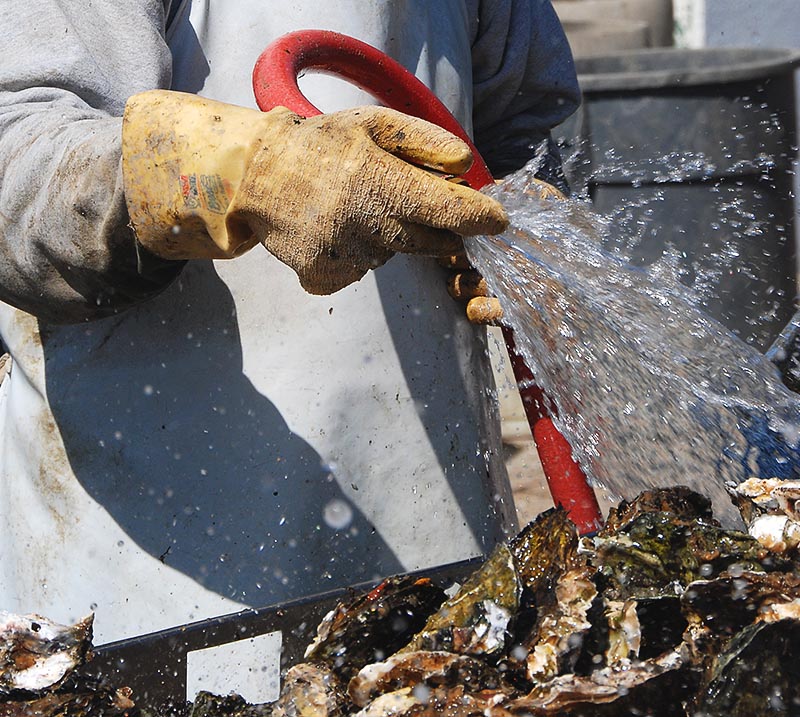  Oyster Farm