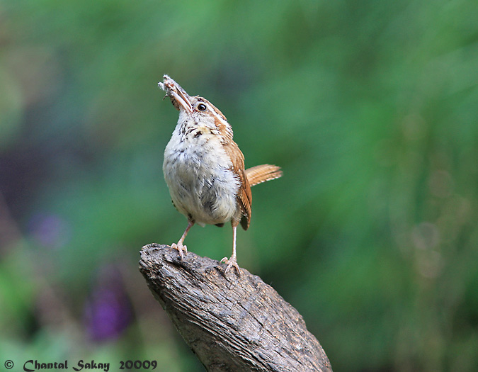 Carolina Wren