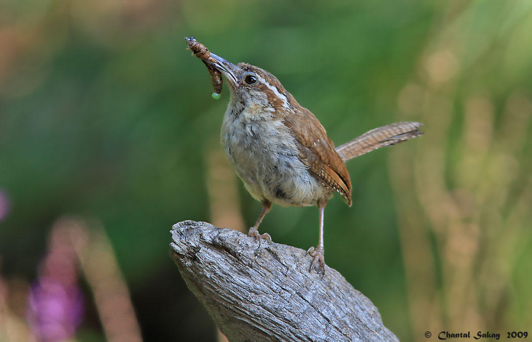 Carolina Wren