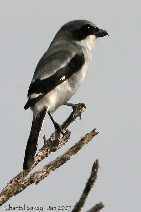 Loggerhead Shrike