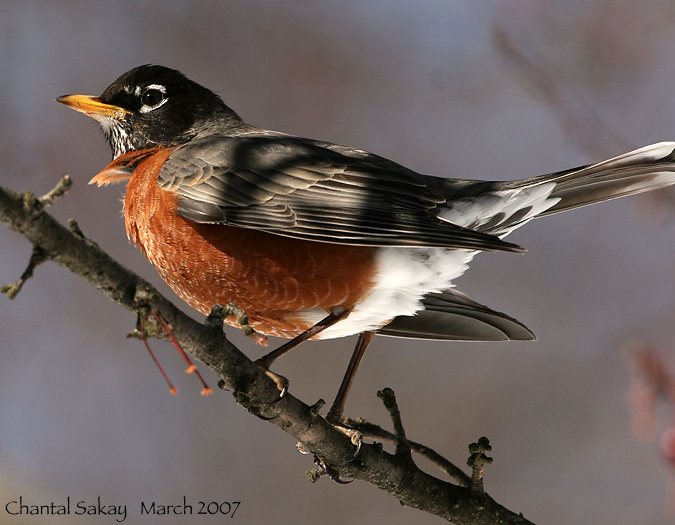 American Robin