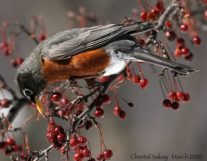 American Robin