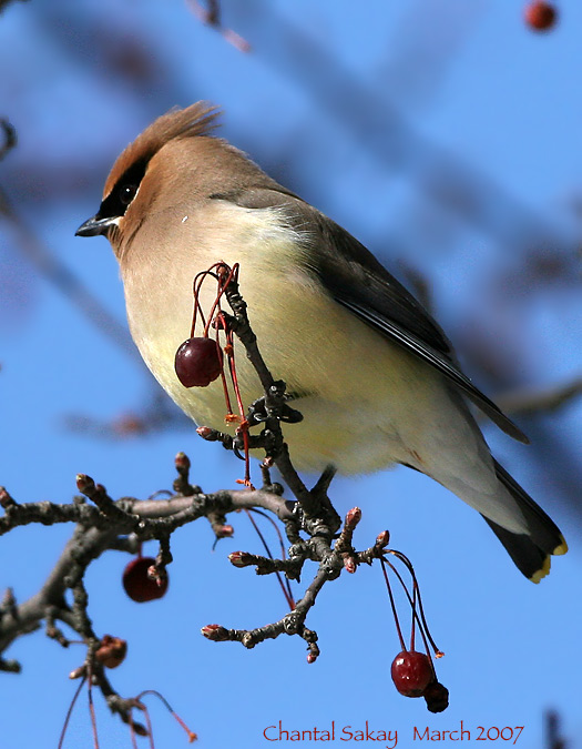 Cedar Waxwing