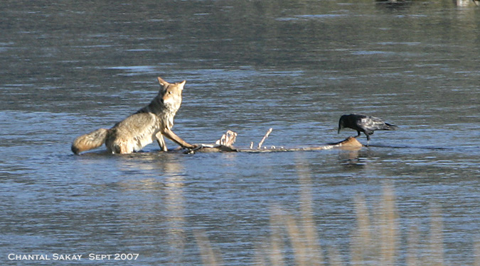 Coyote-and-Raven-3655.jpg