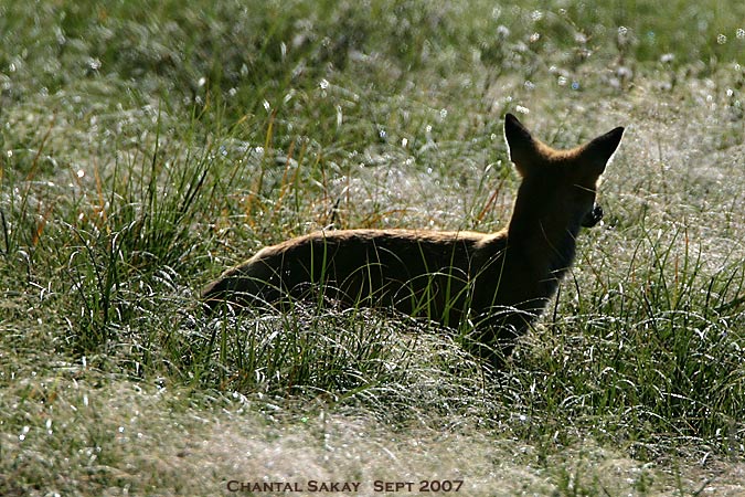 Red-Fox-Silhouette-3153.jpg