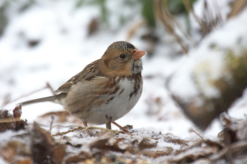 harrisssparrow1.jpg