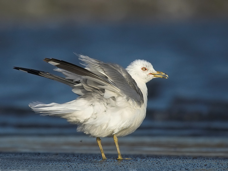 Ring-billed Gull (Larus delawarensis)