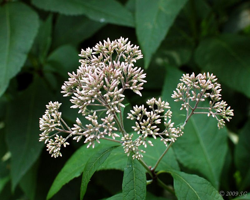 Boneset, also known as Thoroughwort and Agueweed