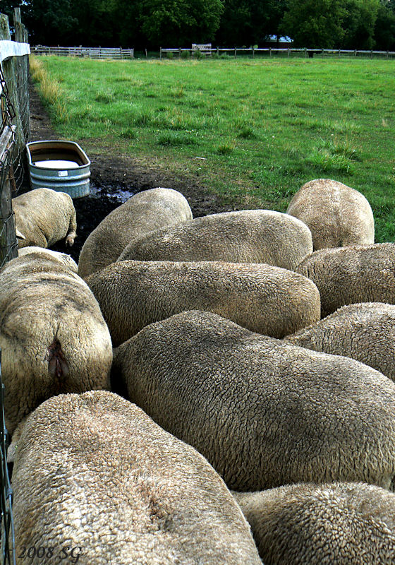 The Clever Sheep 2
