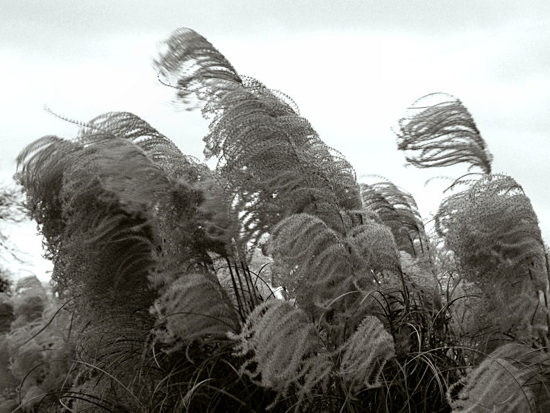 Blowing in the Wind