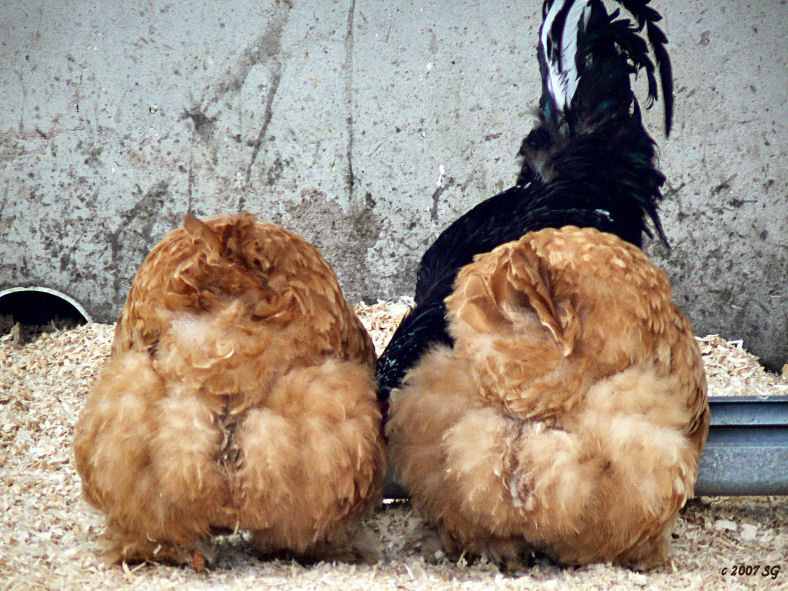 Table for Three