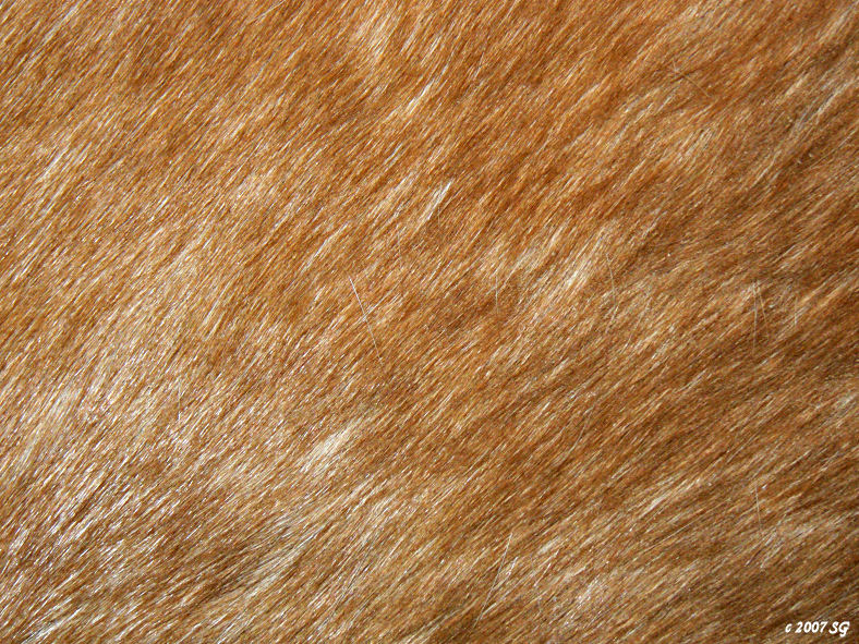 Horse Coat