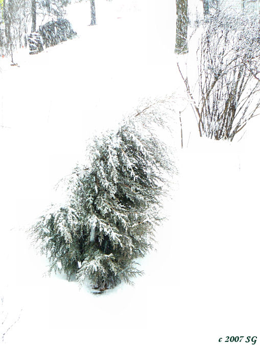 Buffeted Spruce