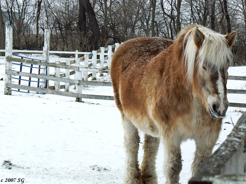 Dowager in the Snow