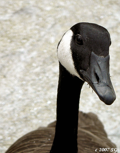 Closer  Encounter
