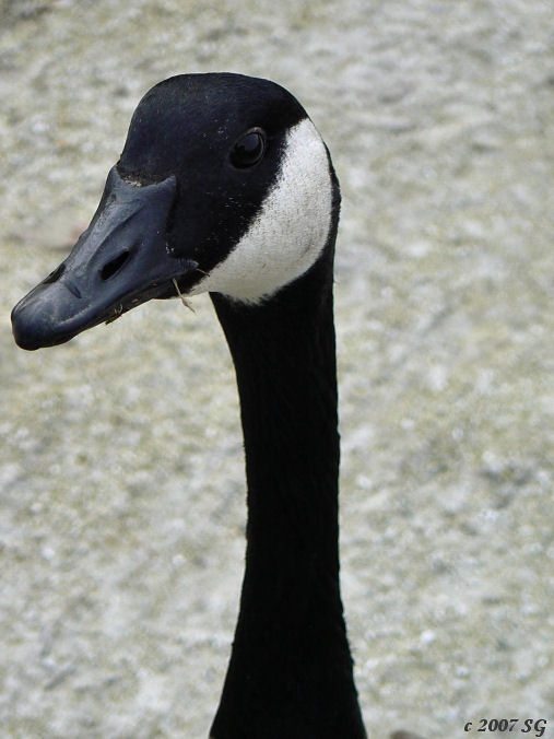 Inspection by Goose