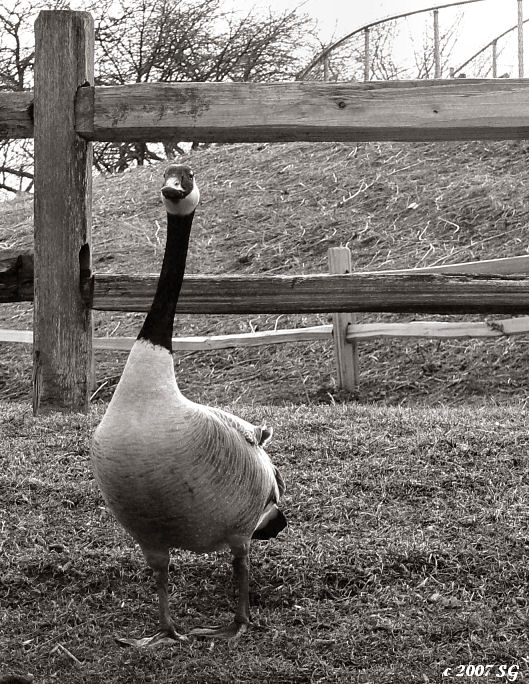 The Goose on the Hill