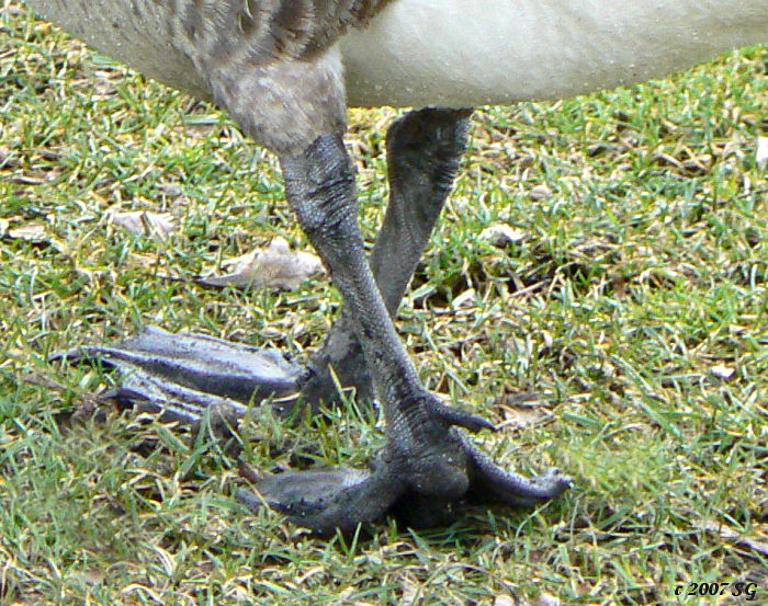 Goose Gams