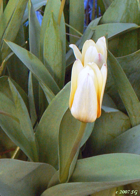 Naturalized Tulip Pair