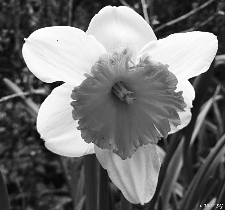 Jonquil