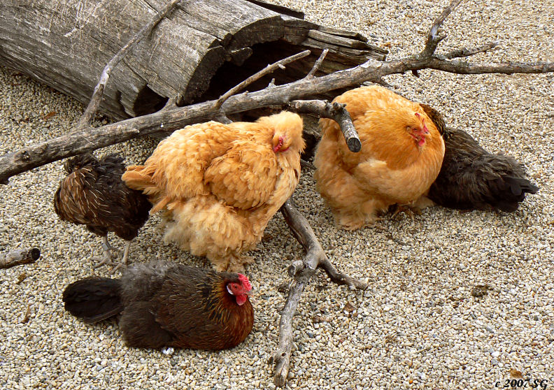 Hens Hangin