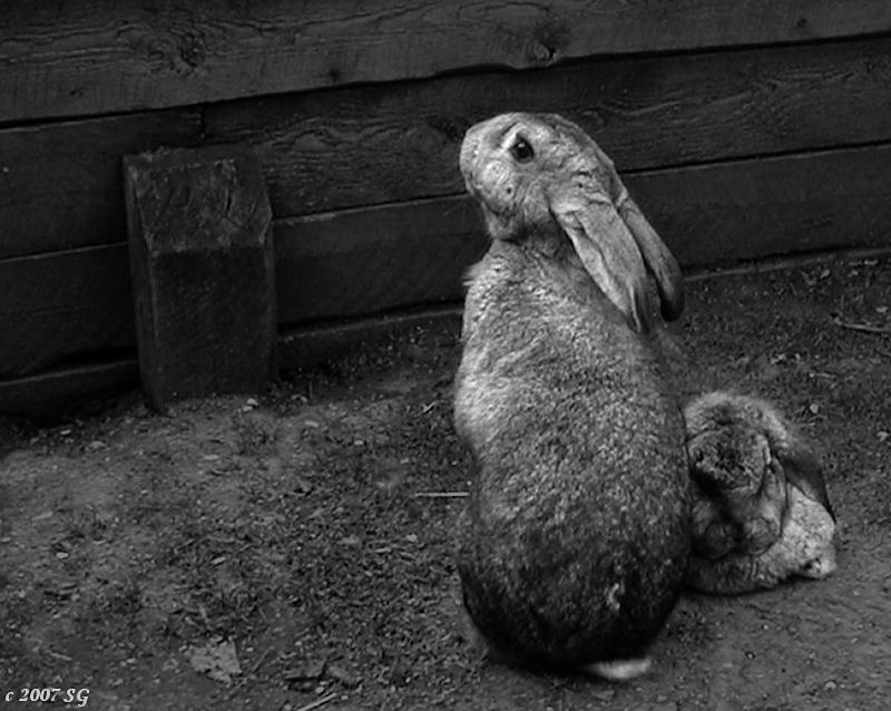Bunnie Up
