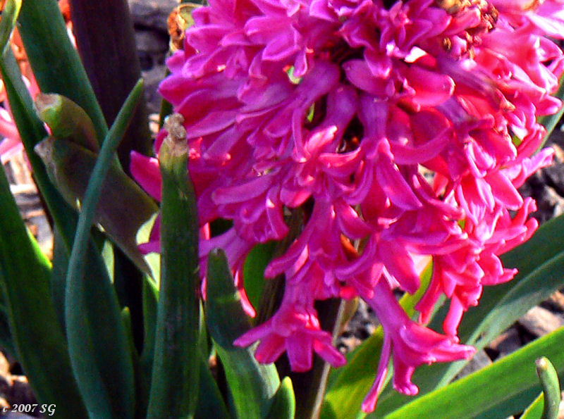 Pink Hyacinth