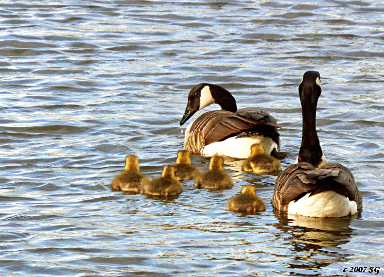 Fluff Flotilla