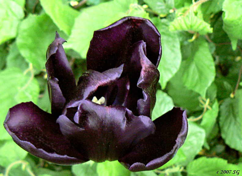 BlackTulip