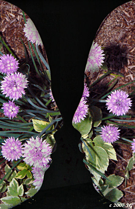 Flowery Confrontation
